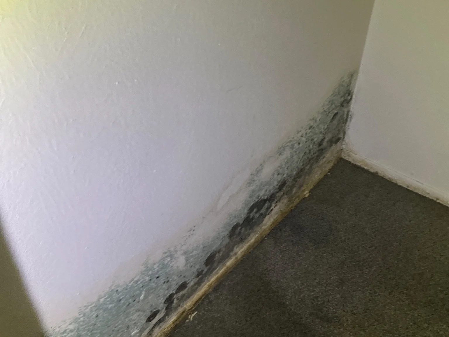 A heck of a lot of mold on a wall in Akron!